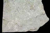12.8" Plate of Archimedes Screw Bryozoan Fossils - Alabama - #129485-1